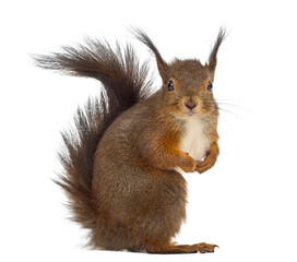 Red squirrel in front of a white background