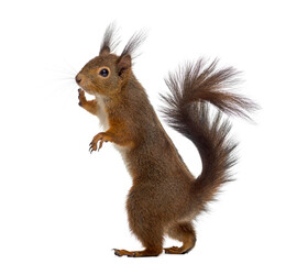 Red squirrel in front of a white background