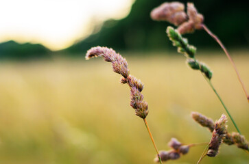 Close-up of wild grass in summer field during golden sunset light