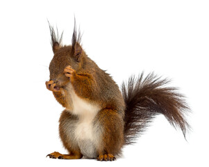 Red squirrel in front of a white background