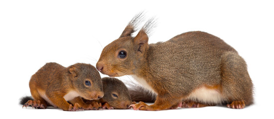 Mother Red squirrel and babies in front of a white background