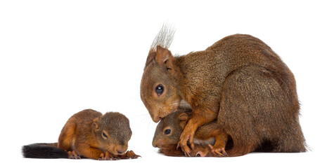 Mother Red squirrel and babies in front of a white background