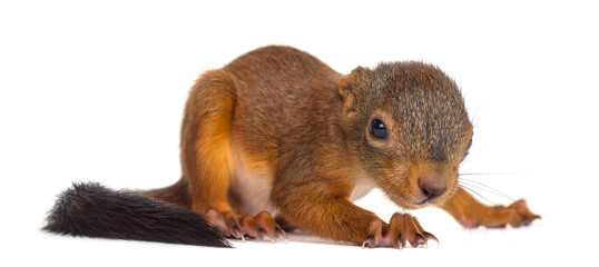 Obraz premium Baby Red squirrel in front of a white background