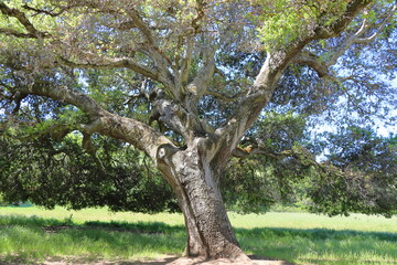 Old oak tree in the park, Alentejo, Portugal.