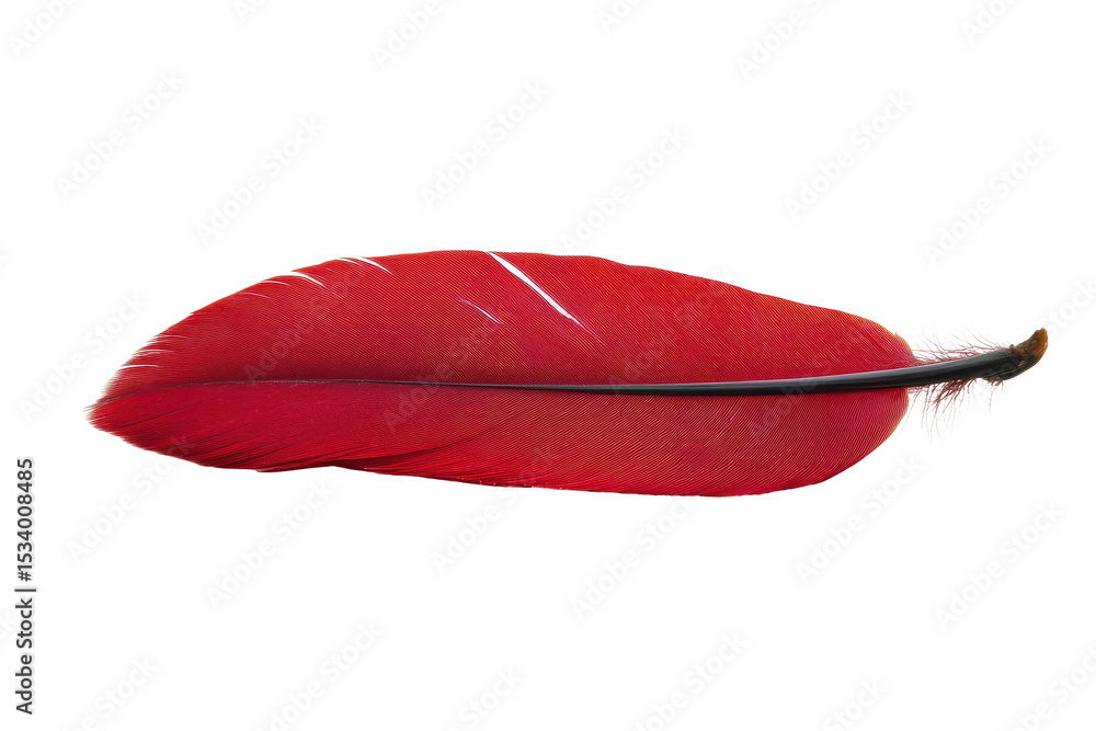 Poster bright red feather isolated on a transparent background displaying vibrant color and intricate detai