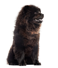 Fototapeta premium Chow chwo sitting in front of a white background