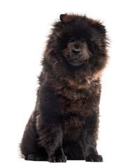 Fototapeta premium Chow chwo sitting in front of a white background