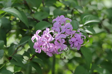 beautiful pink flowers in the garden.Purple lilac flowers on a background of green leaves in the garden