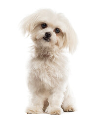 Maltese in front of a white background