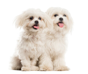 Two Malteses in front of a white background