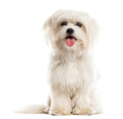 Maltese in front of a white background