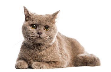 Obraz premium British shorthair lying in front of a white background