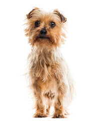 yorkshire terrier sitting in front of a white background