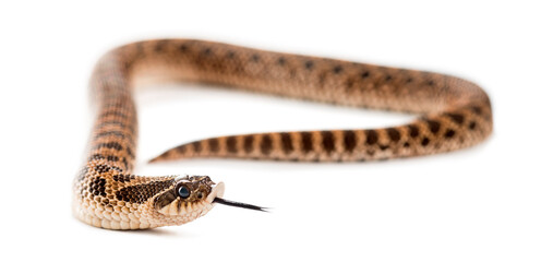 Western hog-nosed snake, Heterodon nasicus against white backgro