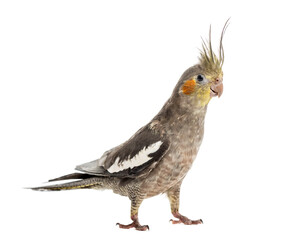 Cockatiel in front of a white background