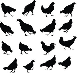 Backlit Chicken Silhouette in Countryside 