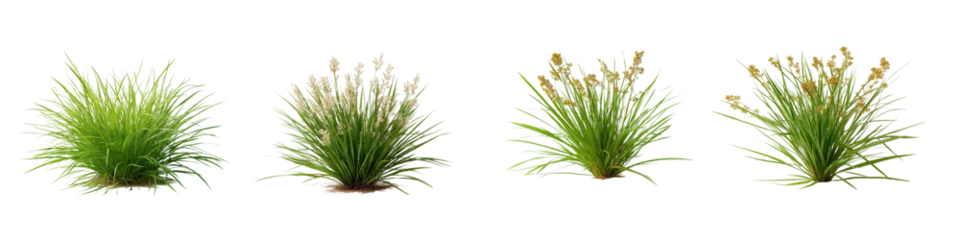 Set of frontal Lomandra longifolia (spiny-head mat-rush, spiky-headed mat-rush, the chudweed or basket grass) grass isolated png on a transparent background © StellaPattaya