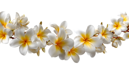 Beautiful plumeria flowers in bloom against an abstract geometric pattern elegant floral arrangement for design and decor