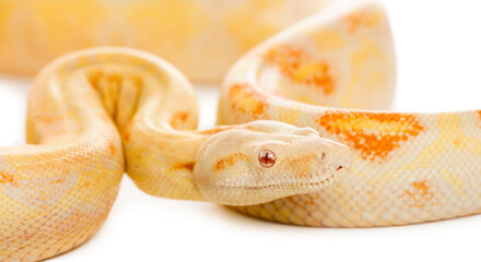 Obraz premium Close-up of an Albino royal python in front of a white backgroun
