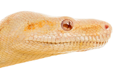 Close-up of an Albino royal python in front of a white backgroun