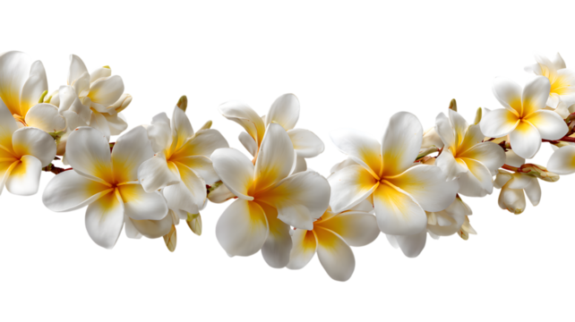 Beautiful plumeria flowers in bloom against an abstract geometric pattern elegant floral arrangement for design and decor