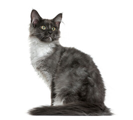 Maine Coon kitten (4 months old) sitting in front of a white bac