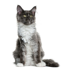 Maine Coon kitten (4 months old) sitting in front of a white bac