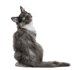 Maine Coon kitten (4 months old) sitting in front of a white bac