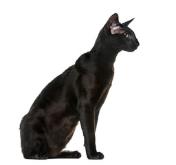 Oriental Shorthair (8 months old) sitting in front of a white background