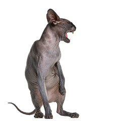 Sphynx (2 years old) hissing in front of a white background