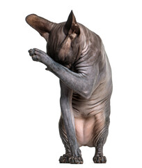 Sphynx (2 years old) cleaning itself in front of a white background