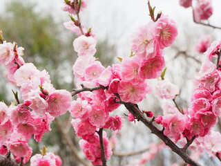 桜満開