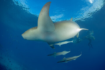 Nurse shark swimming over a reef in the Maldives with a group of people watching from the surface.