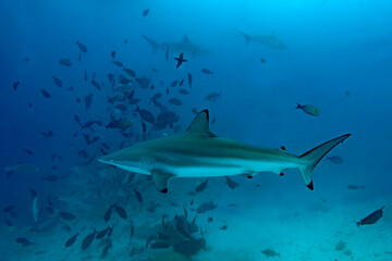 Spinner shark swimming in the crystal-clear waters of a reef in the Maldives