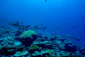 Whitetip reef shark swimming in the crystal-clear waters of a reef in the Maldives