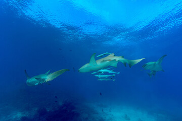 Group of nurse sharks swimming on a reef in the Maldives