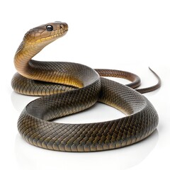 Inland Taipan – Coiled Snake on Pure White Background with Detailed Scales