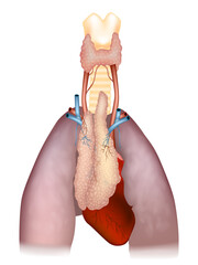 Detailed Anatomical Diagram of Thymus, Heart, and Lungs. Human Thymus Anatomy with Surrounding Organs and Blood Vessels