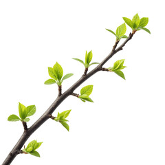 Fototapeta premium Spring branch with new growth isolated on transparent background