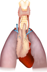 Detailed Anatomical Diagram of Thymus, Heart, and Lungs. Human Thymus Anatomy with Surrounding Organs and Blood Vessels