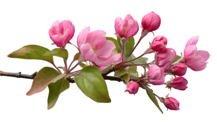 Close up view of a branch showcasing delicate pink apple blossoms set against a deep isolated background representing the beauty of spring.