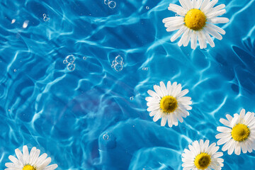 Chamomile flowers floating on blue background, drop stains on water. Copy space. Background