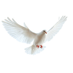 Obraz premium White dove flying with open wings, isolated on a transparent background.