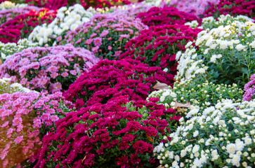 Obraz premium The chrysanthemum blooms elegantly in the autumn in Paris, France, symbolizing longevity and rebirth. Its petals reveal poetry in each color and shape.