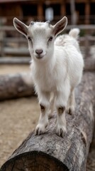 Fototapeta premium A playful kid goat standing on a wooden log