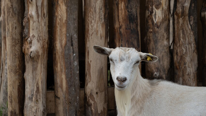 White Goat Standing in Front of Rustic Wooden Fence