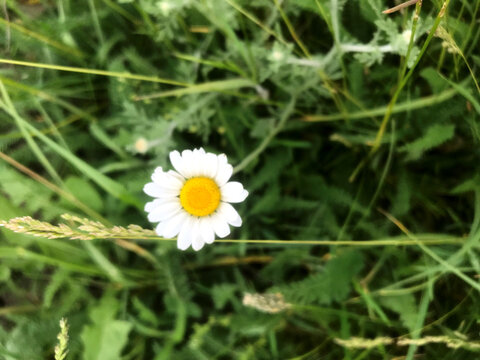 A white and yellow daisy stands among vibrant grass.