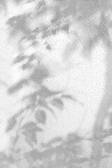 trees branch and leaf with shadow on a white concrete wall. Leaf pattern. Blurred background.