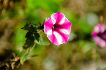 	
Surfinia petunias have revolutionary breeding that gives them outstanding garden performance, are extremely fast-growing and have superb weather tolerance