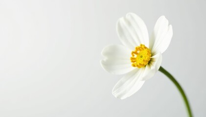 Single white-beige gypsophila flower, crisp white background Macro shot , beige, isolated